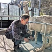 Alpaca Handling Crush